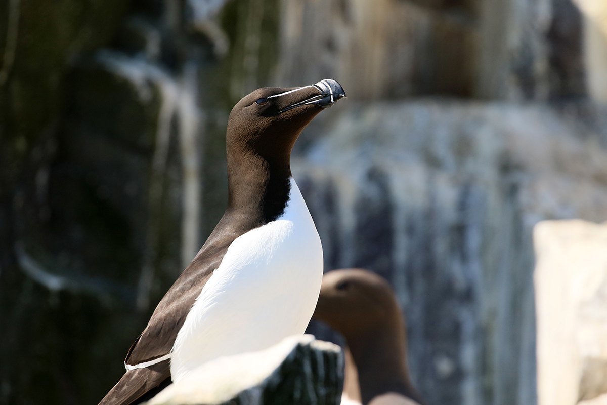 Alk op de Farne Islands